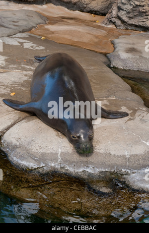 Hawaiian foca monaca, Monachus schauinslandi a Waikiki Aquarium Foto Stock