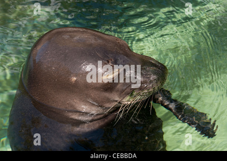Hawaiian foca monaca, Monachus schauinslandi, una specie criticamente minacciata di estinzione, Foto Stock