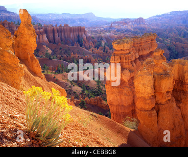 Boccola di coniglio è aggrappato alla parete del canyon lungo il Navajo Loop Trail al di sotto del punto di tramonto nel Parco Nazionale di Bryce Canyon, Utah, Stati Uniti d'America Foto Stock