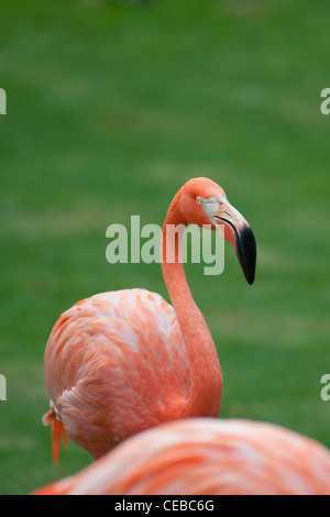 Fenicottero rosa, Phoenicopterus sp. Foto Stock