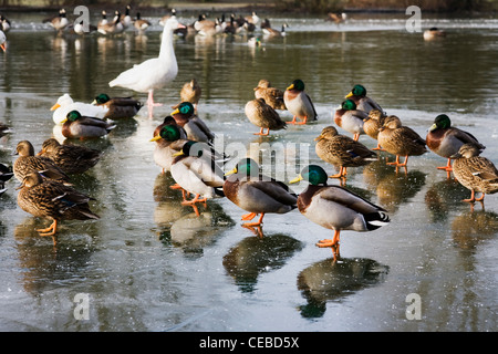 Anas platyrhynchos. Le anatre bastarde e i draghetti su un lago ghiacciato in inverno nel Regno Unito Foto Stock