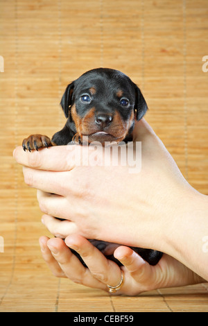 Il Miniature pinscher cucciolo, 3 settimane di età, disteso di fronte a sfondo nero Foto Stock