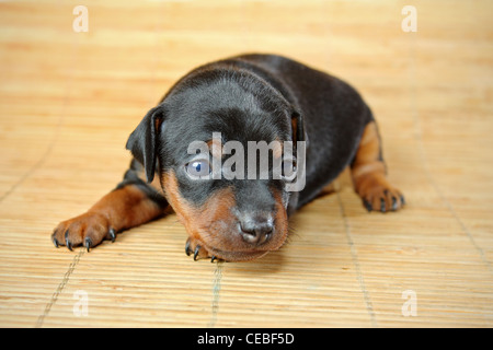 Il Miniature pinscher cucciolo, 3 settimane Foto Stock