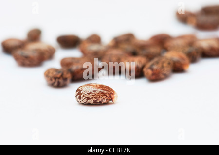 Ricinus communis. Semi di ricino su sfondo bianco Foto Stock