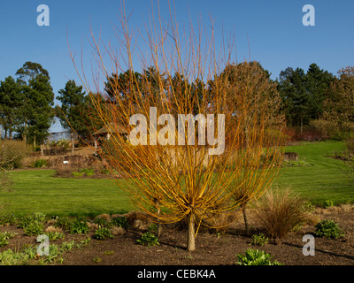 La molla nuova crescita di un pollarded Willow Tree - Salix alba var. vitellina ad RHS Hyde Hall Foto Stock