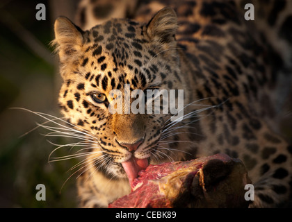 Femmina di Amur leopard mangiare carne Foto Stock