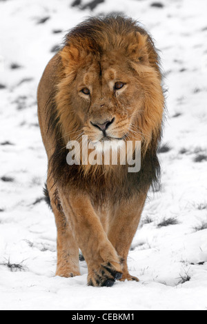 Lion a piedi nella neve Foto Stock