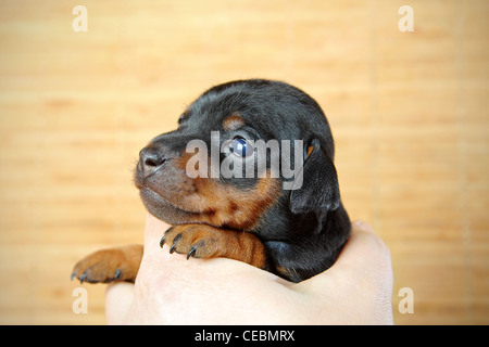 Il Miniature pinscher cucciolo, 3 settimane Foto Stock