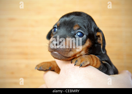 Il Miniature pinscher cucciolo, 3 settimane Foto Stock