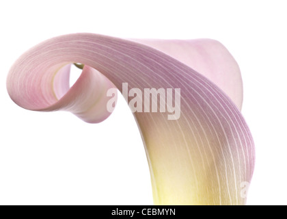 In prossimità di una singola rosa Calla Lily Foto Stock