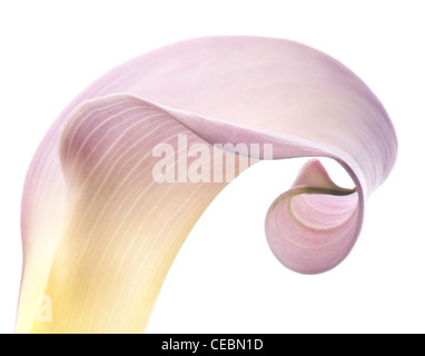 In prossimità di una singola rosa Calla Lily Foto Stock