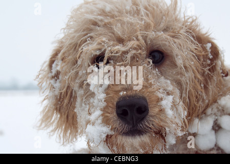 Labradoodle cucciolo giocare nella neve Foto Stock