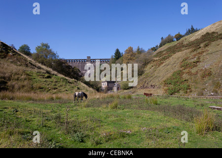 Cavallo al pascolo sotto Grwyne Fawr serbatoio di diga in Montagna Nera Foto Stock