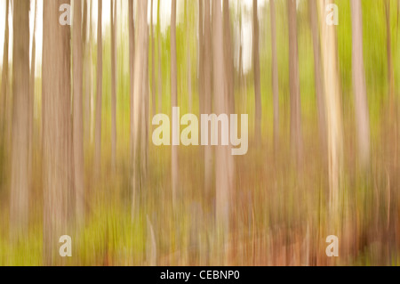 Immagini sfocate del movimento del bosco Foto Stock