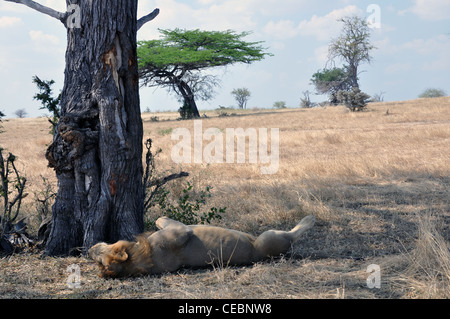 Maschio e femmina lion nell'ombra di un albero sulla savana Foto Stock