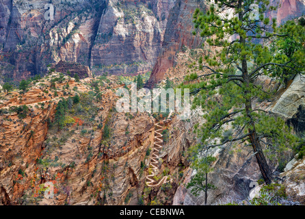 Walter Wiggles. Parco Nazionale di Zion, Utah Foto Stock