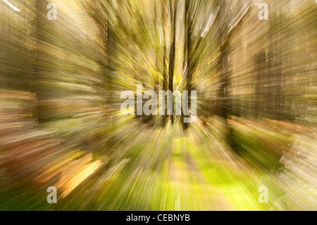 Immagini sfocate del movimento del bosco Foto Stock