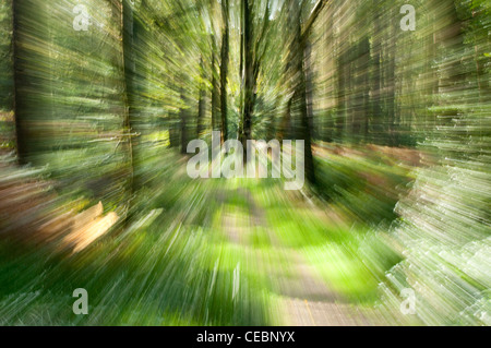 Immagini sfocate del movimento del bosco Foto Stock