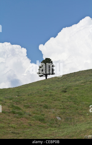 American Black Hills Custer State Park South Dakota negli Stati Uniti America Stati Uniti bellissimo paesaggio rurale natura paesaggio nuvoloso sfondo verticale carta da parati ad alta risoluzione Foto Stock