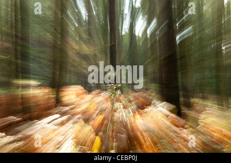 Immagini sfocate del movimento del bosco Foto Stock