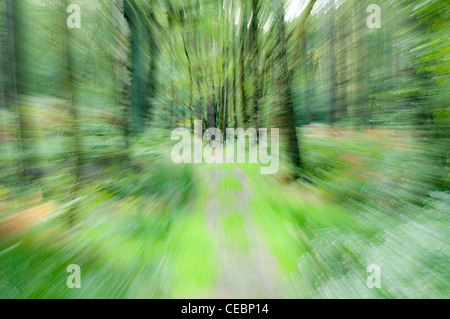 Immagini sfocate del movimento del bosco Foto Stock