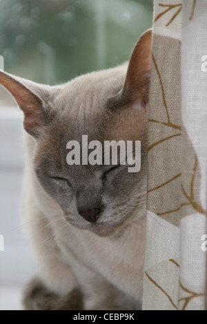 Lily un lilla gatto birmano seduti dietro il sipario sul davanzale. Foto Stock