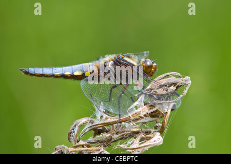 Ampio maschio corposo chaser (libellula depressa) arroccato Foto Stock