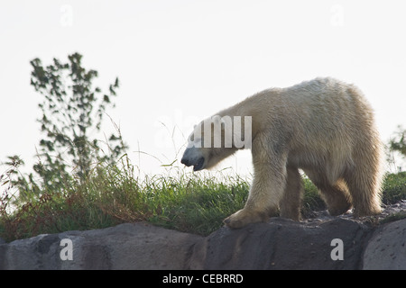 Orso polare, icebear o Ursus maritimus attorno a piedi al mattino presto sun Foto Stock