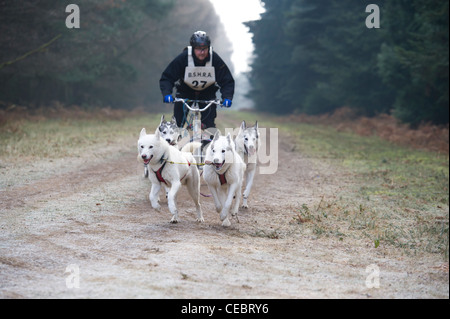 British Siberian Husky Racing associazione evento tenutosi a Elveden foresta, Suffolk, Regno Unito. Cane di quattro squadre su un giro cronometrato. Foto Stock