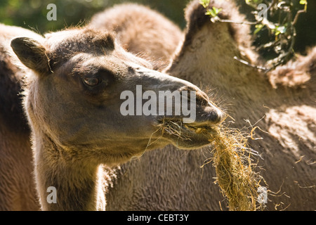 Giovane maschio camel mangiare il suo pasto e alla ricerca Foto Stock
