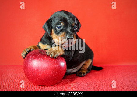 Il Miniature pinscher cucciolo, 3 settimane Foto Stock