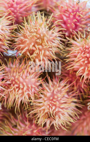 Ricinus communis. Olio di ricino frutta / capsule di seme Foto Stock