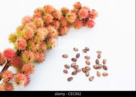 Ricinus communis. Olio di ricino i frutti e le sementi su sfondo bianco Foto Stock