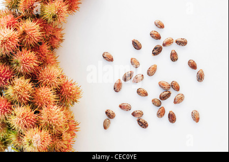 Ricinus communis. Olio di ricino i frutti e le sementi su sfondo bianco Foto Stock