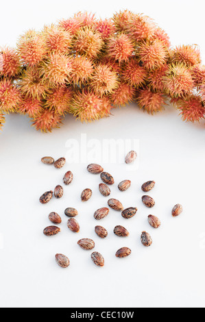 Ricinus communis. Olio di ricino i frutti e le sementi su sfondo bianco Foto Stock