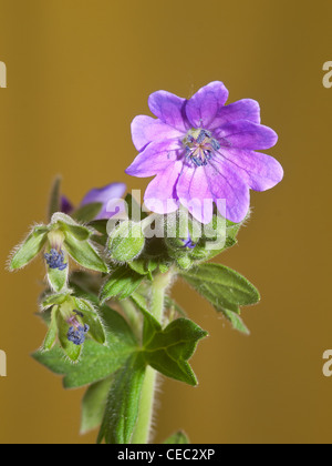 Cranesbill, Geranium molle, verticale ritratto del fiore viola con bel al di fuori della messa a fuoco lo sfondo. Foto Stock