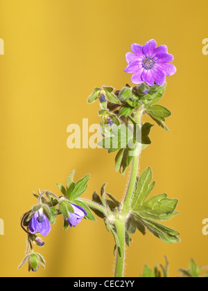 Cranesbill, Geranium molle, verticale ritratto del fiore viola con bel al di fuori della messa a fuoco lo sfondo. Foto Stock