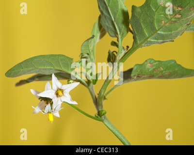 Nightshade nera europea, Solanum nigrum, ritratto di fiore bianco con bel fondo a fuoco. Foto Stock