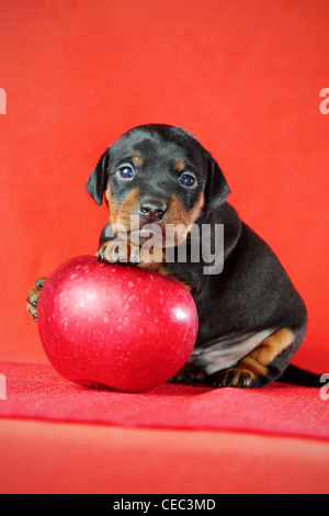 Il Miniature pinscher cucciolo, 3 settimane di età, disteso di fronte a sfondo rosso Foto Stock