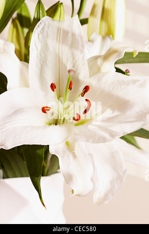 Giglio Bianco (Lilium candidum madonna lily) Foto Stock