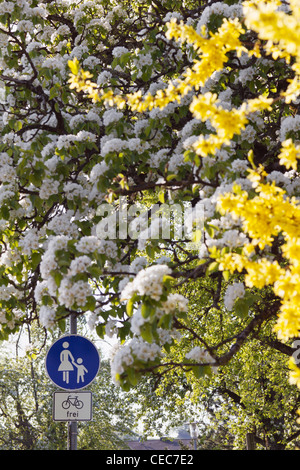 Vista tra alberi in fiore in primavera per un segnale pedonale. La Baviera, Germania, Europa. Foto Stock