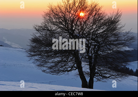 Foresta Nera sunset Foto Stock