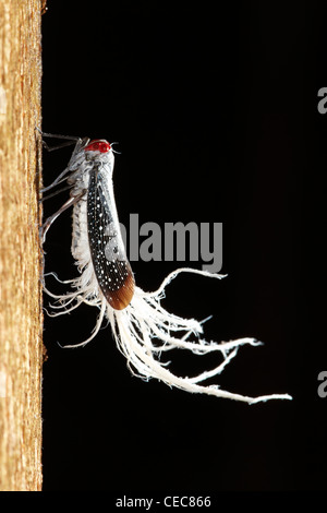 Rosso-Planthopper tratteggiata, Listra lanata, Rewa, Rupununi, Guyana, Sud America Foto Stock