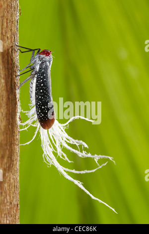 Rosso-Planthopper tratteggiata, Listra lanata, Rewa, Rupununi, Guyana, Sud America Foto Stock