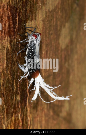 Rosso-Planthopper tratteggiata, Listra lanata, Rewa, Rupununi, Guyana, Sud America Foto Stock