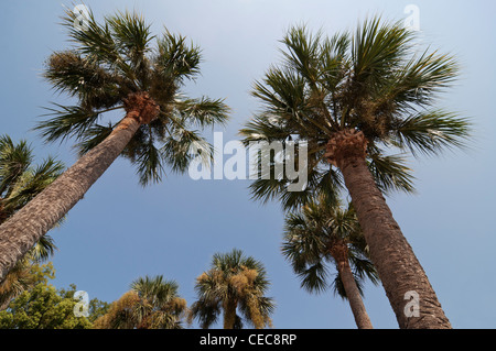Sabal palme torre nel paesaggio di Cross City Florida Foto Stock