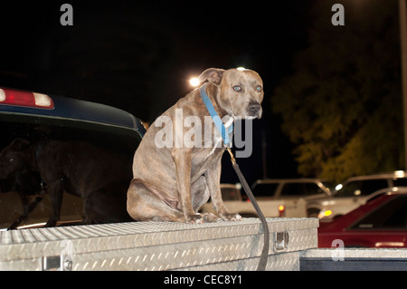 Paura cane si siede sul retro del carrello di prelievo nel parcheggio di notte Foto Stock