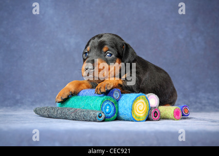 Il Miniature pinscher cucciolo, 3 settimane Foto Stock