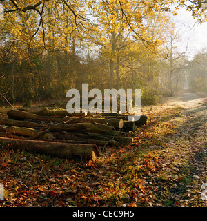 Pila di log in Cambridgeshire woodland sulla mattina di autunno Foto Stock