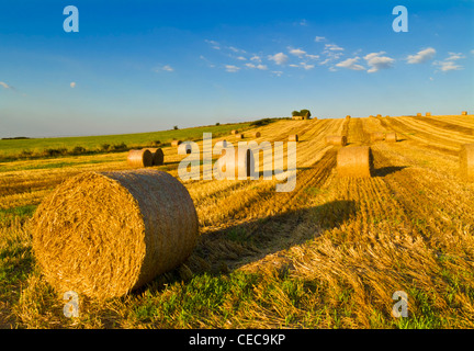 Balle di fieno in un campo dopo la raccolta vicino Swadlincote Derbyshire Inghilterra UK GB Europe Foto Stock